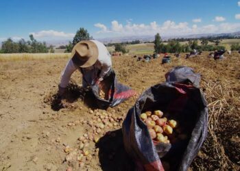 Junín: 600 millones de soles en pérdida registra agro por estado de emergencia