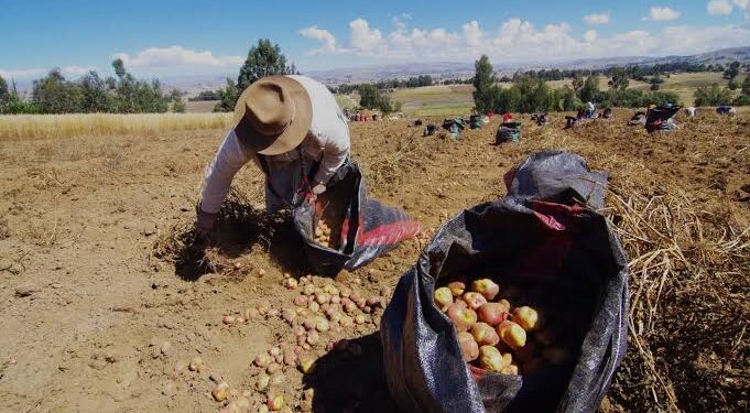 Junín: 600 millones de soles en pérdida registra agro por estado de emergencia