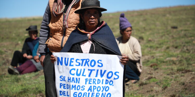 Junín: Buscarán declarar la agricultura en emergencia por heladas