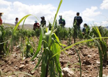 Más de 250 hectáreas de cultivo afectadas por granizada del último fin de semana
