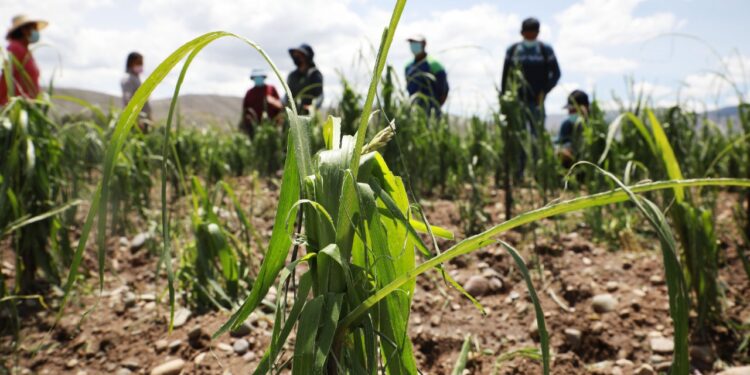 Más de 250 hectáreas de cultivo afectadas por granizada del último fin de semana