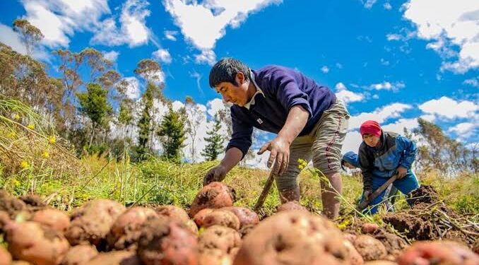 Solo el  31% de los agricultores serían  beneficiados con Fertibono  por retrasos con proceso de empadronamiento
