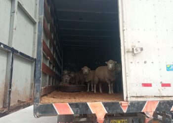 Capturan a los “Los zorros del Cunas” presuntos abigeos que trasladaban ganado ovino en un camión