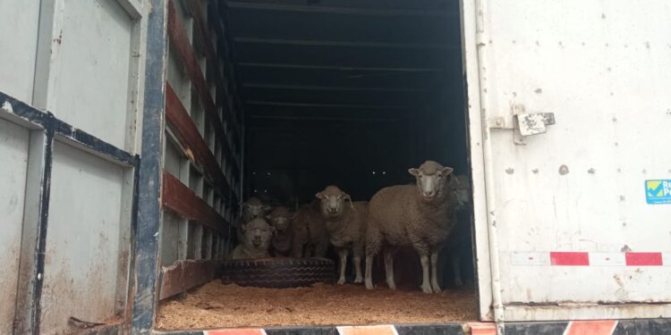 Capturan a los “Los zorros del Cunas” presuntos abigeos que trasladaban ganado ovino en un camión
