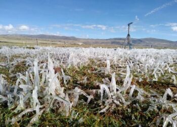 Junin: 3 mil hectáreas de cultivo perdidos por bajas temperaturas y estrés hídrico