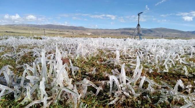 Junin: 3 mil hectáreas de cultivo perdidos por bajas temperaturas y estrés hídrico