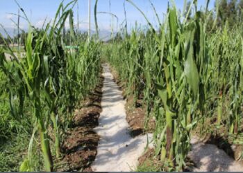 JUNÍN:  700 HECTÁREAS DE CULTIVO PERDIDAS, JAUJA Y SATIPO SON LAS PROVINCIAS MÁS AFECTADAS