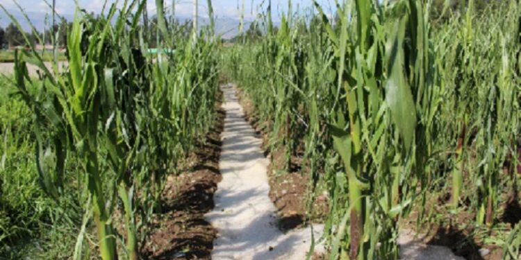 JUNÍN: 700 HECTÁREAS DE CULTIVO PERDIDAS, JAUJA Y SATIPO SON LAS PROVINCIAS MÁS AFECTADAS