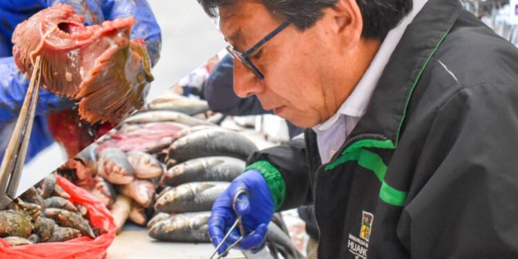 Huancayo: Tras inspección encuentran lombrices anisakis en pescados que eran vendidos en mercado