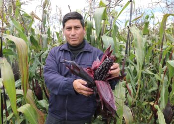 Futura variedad de maíz morado busca convertir a Sicaya en zona maicera