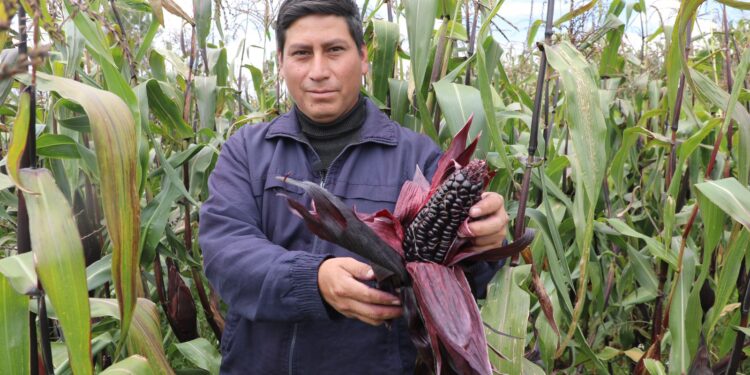 Futura variedad de maíz morado busca convertir a Sicaya en zona maicera