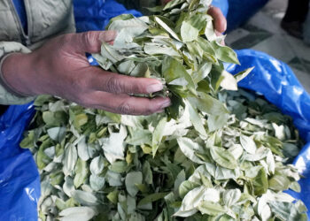 Incautan 1400 kilos de hoja de coca ilegal que ingresaba al Valle del Mantaro