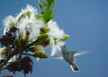 Junín: Serfor registró 42 especies de aves en la edición Global Big Day 2024