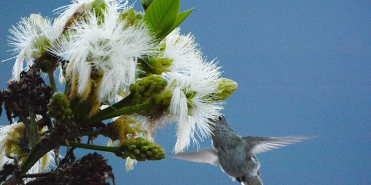 Junín: Serfor registró 42 especies de aves en la edición Global Big Day 2024