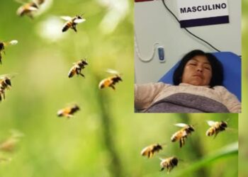 Jauja: Madre arriesgó su vida para salvar a su hija de ataque de abejas