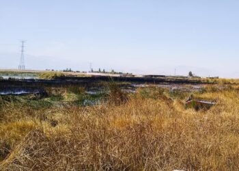 Incendio destruye parte del humedal de Pucush Uclo y deja decenas de aves muertas