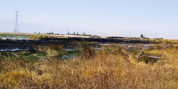 Incendio destruye parte del humedal de Pucush Uclo y deja decenas de aves muertas