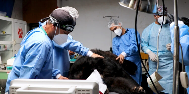 Osa de anteojos “Winnie” fue operada con éxito de un tumor en el párpado en Huancayo