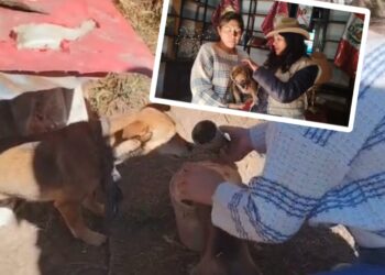 Tres perritas son rescatadas de un hogar donde sufrían maltrato y abandono en Hualhuas