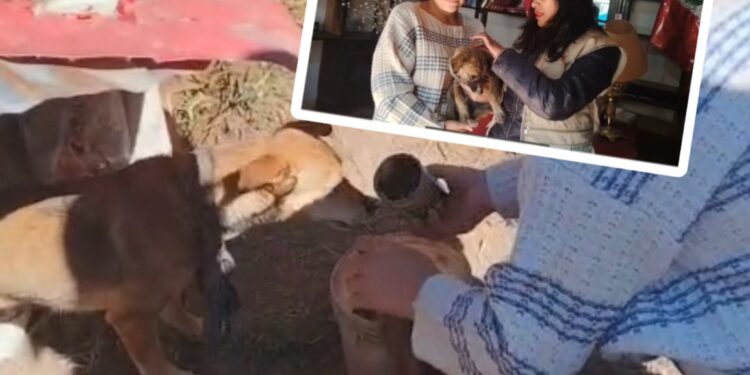 Tres perritas son rescatadas de un hogar donde sufrían maltrato y abandono en Hualhuas