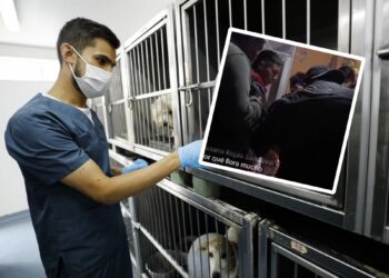 Desarticulan en Jauja banda que realizaba cirugías ilegales a animales y transmitía en TikTok